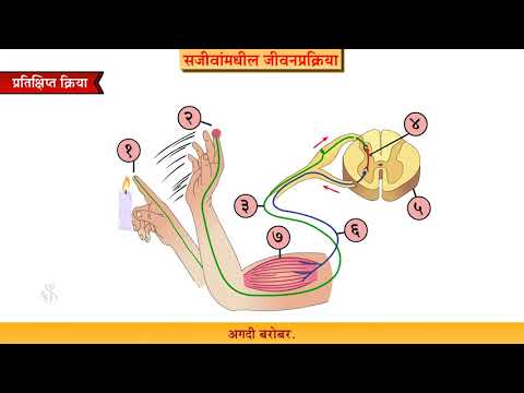 9th Science | Chapter#15 | Topic#09 | परिघीय चेतासंस्था | Marathi Medium