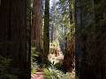 a little more fun from Redwoods National Park. #nationalpark #redwoodnationalpark #travel