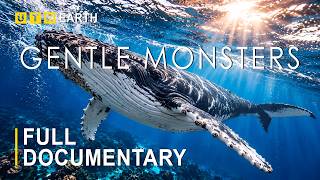 GENTLE MONSTERS | The Ocean Giants That Rule Without Violence | FULL DOCUMENTARY