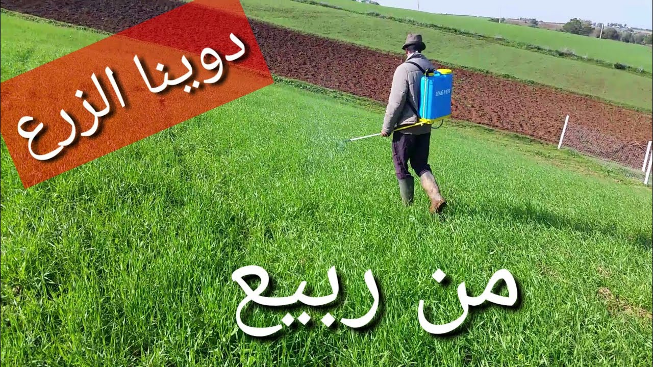 حماية  القمح من ربيع و الخرطال .دواء في الوقت المناسب