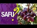 Safu ou Safou: fruta exótica e planta medicinal