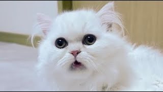 Kitten’s First Flehmen Response by サウナ猫しきじ 3,722 views 3 weeks ago 8 minutes, 28 seconds