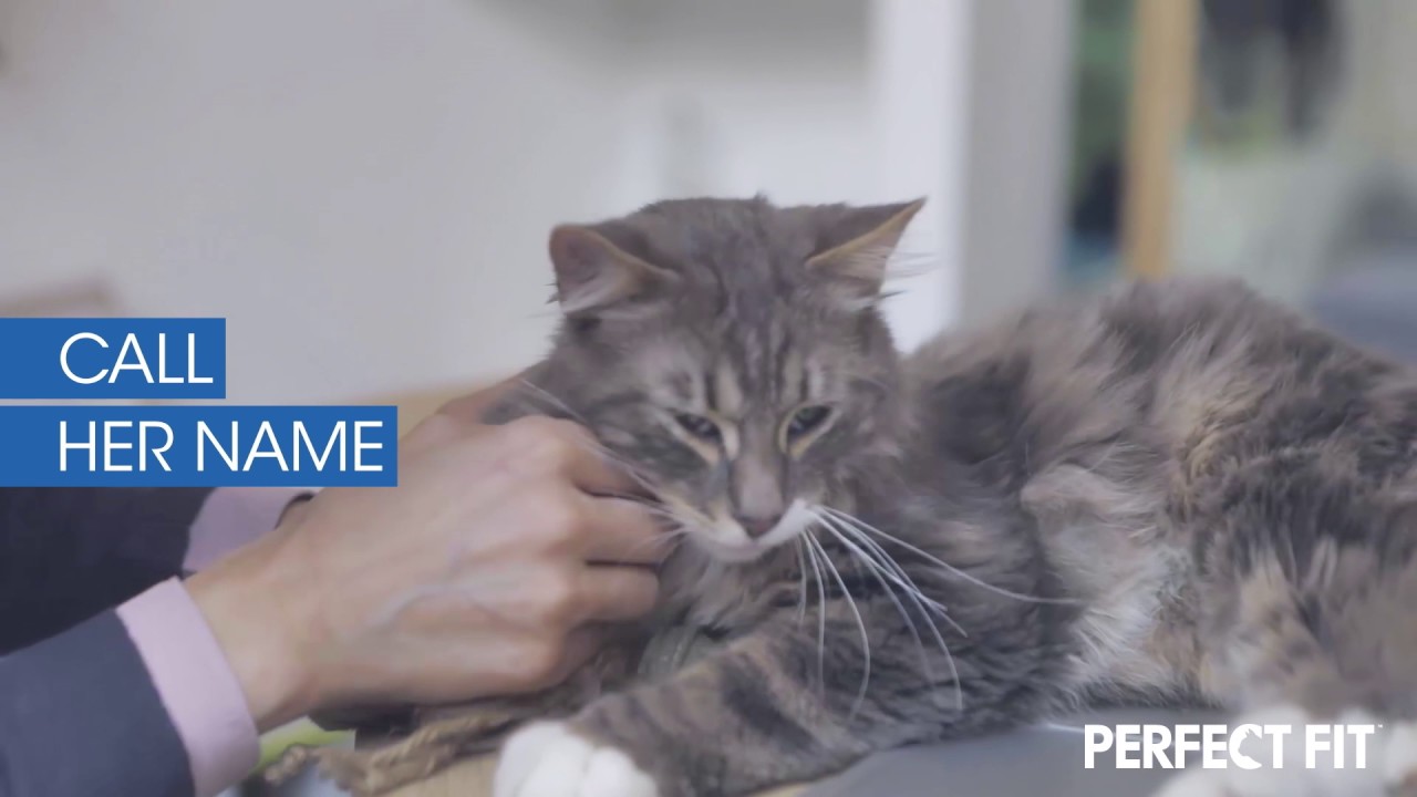 Perfect Fit Presents How To Teach Your Cat A Skill Youtube