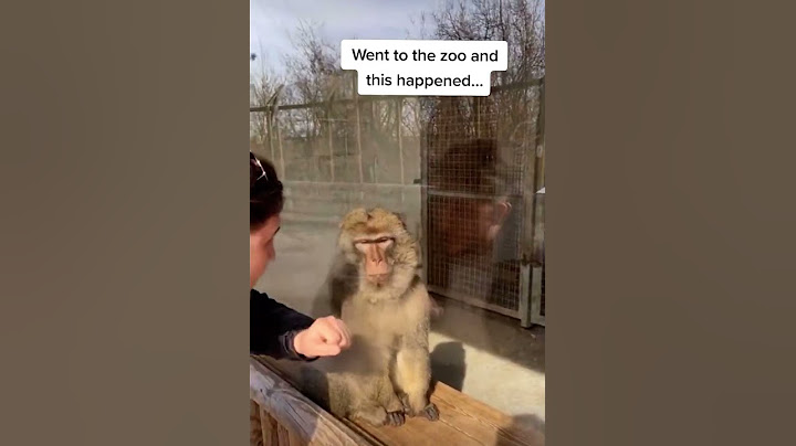 Bro was not expecting that 🤣 #calmdown  #zoo #monkey #magictrick #memes