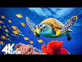 11 HOURS of 4K Underwater Wonders   Relaxing Music - The Best 4K ULTRA HD SEA ANIMALS