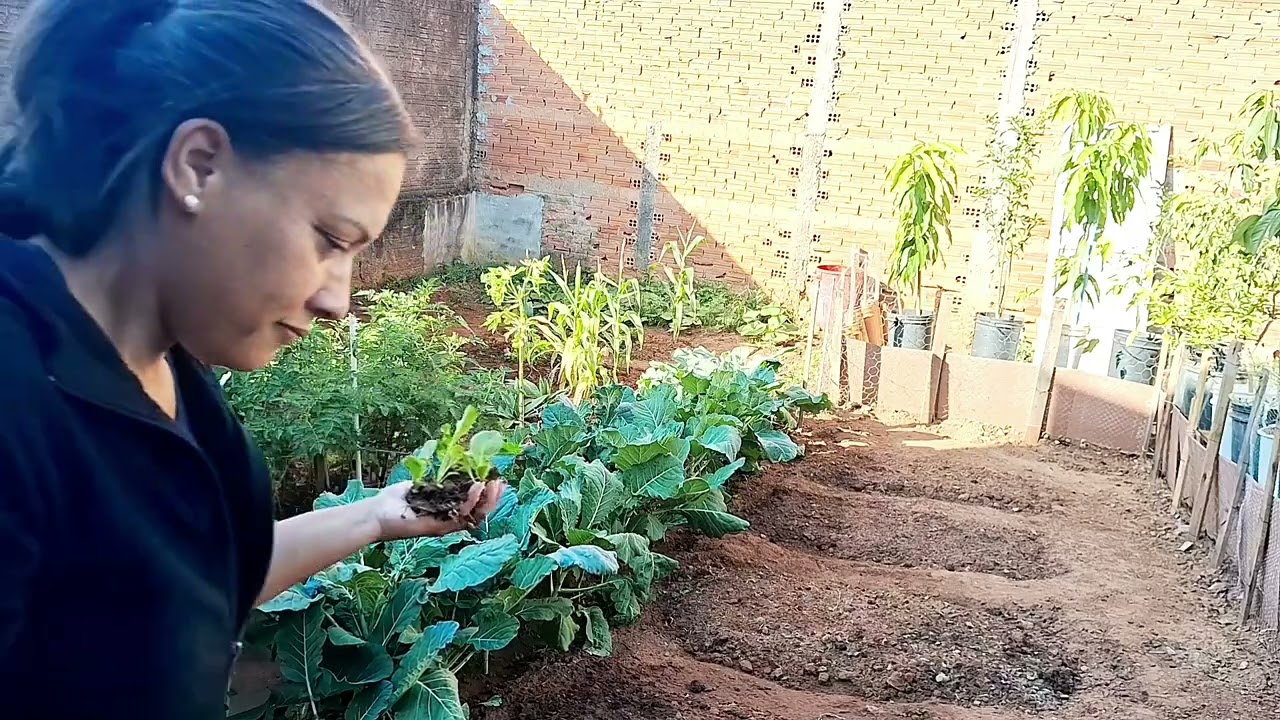 Mudas  nos canteiros da horta na casa nova