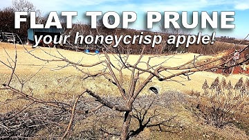 Pruning a Honeycrisp Apple Tree [Flat Top Form]