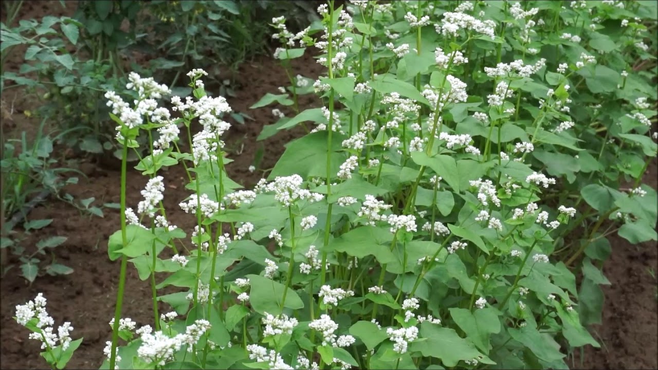 Beneficial Insects You Tube