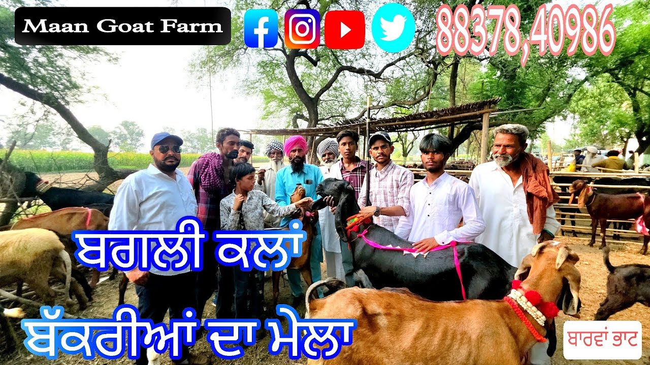 ## ਬੱਕਰੀਆਂ ਦਾ ਮੇਲਾ#ਬਗਲੀ ਕਲਾਂ ਭਰਦਾ##ਚੰਗੀ ਬਰੀਡ ਦੀਆਂ ਬੱਕਰੀਆਂ ਆਉਂਦੀਆਂ ਇਸ ਮੇਲੇ ਤੇ ਹਰ ਸਾਲ ਦੀ ਤਰ੍ਹਾਂ## maan