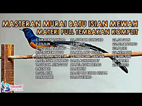 MASTERAN SPESIAL LEDAKAN 2024 KOMPILASI MEWAH UNTUK SEMUA JENIS BURUNG MURAI BATU DAN CUCAK IJO !!