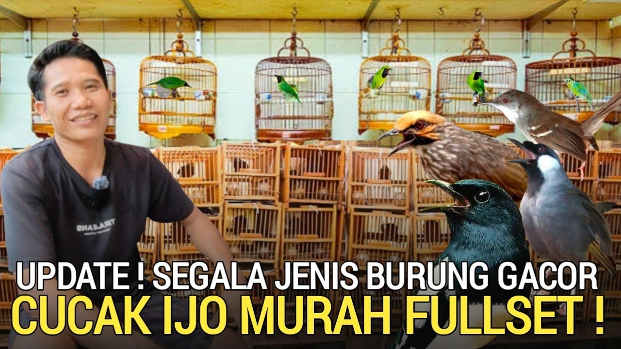 TERCIDUK ! TEMPAT BURUNG MURAH GACORAN CUCAK IJO SEGALA JENIS BURUNG KICAU JAKARTA TIMUR 