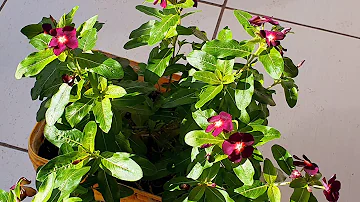 Como cuida da planta boa noite?