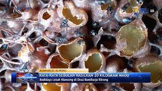 Tiap Bulan Hasilkan Madu 20 Kg dari Budidaya Lebah Klanceng - Ratih TV News