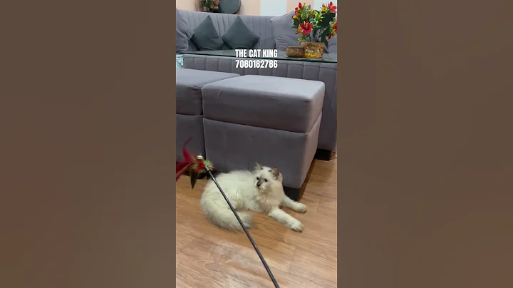 Video 10569981: persian himalayan kitten cat, male persian himalayan, persian cat cutecat kitten, quality persian cat kitten, persian cat kitten love