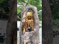 🌳🙏 Divine Buddha Carved Within a Living Tree Trunk ✨🪵 #buddha #artwork#viral short#viral#buddha art