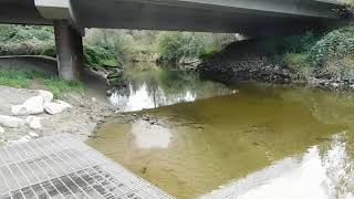 Kanaka Creek fish fence and salmon spawning