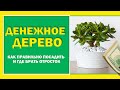 Денежное дерево.  Как правильно посадить чтобы деревце привлекало деньги.