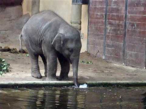Baby Elephant Blowing Bubbles