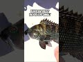 HUGE BLACK SEA BASS CONNECTICUT #tackledirect #fishing #jiggingfishing #saltwater