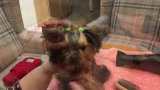 Ruby's Bath Time | Ruby The Dog Episode 2