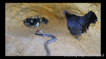 Chicken vs Snake fight