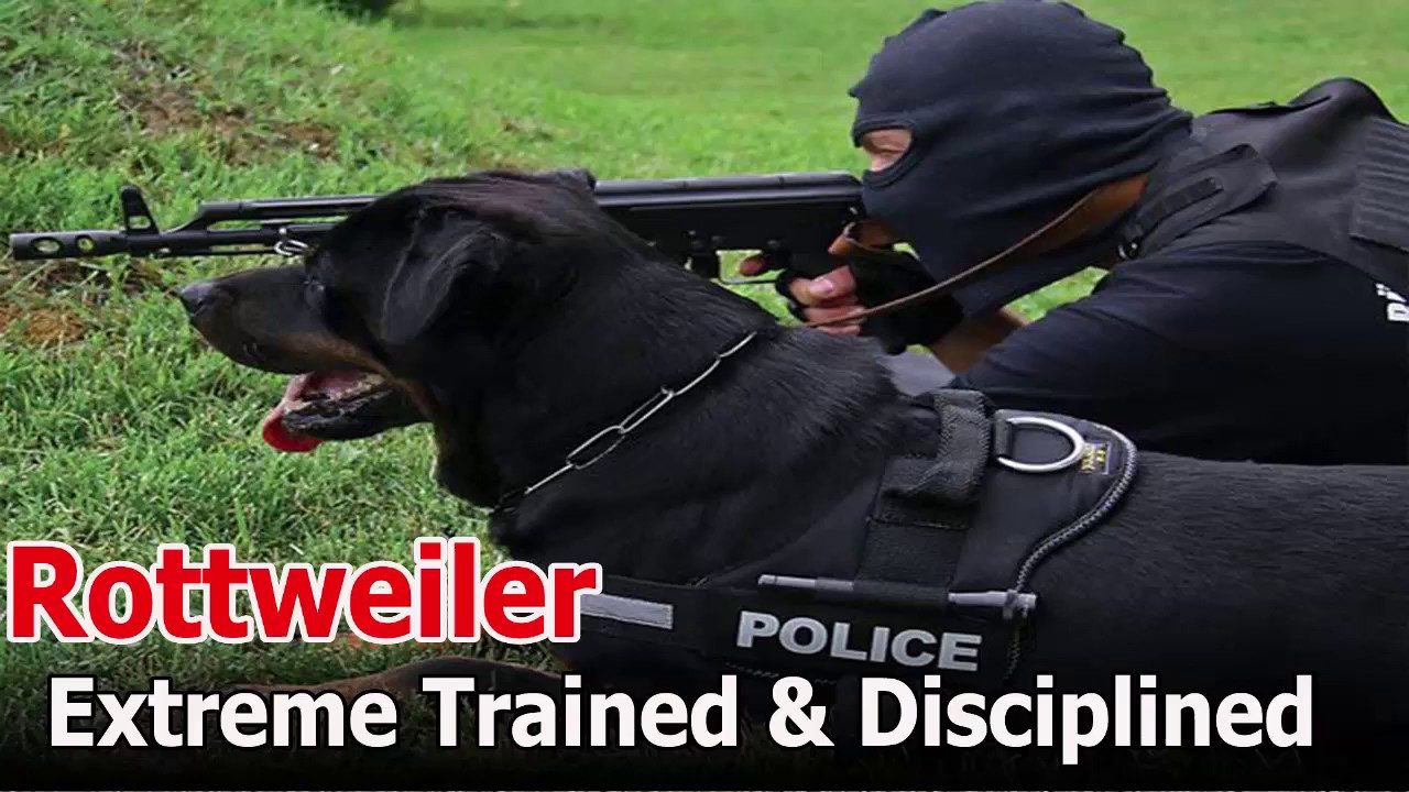 Extreme Rottweilers Rottweiler-Extreme trained and disciplined dogs | Top 10 animals - YouTube