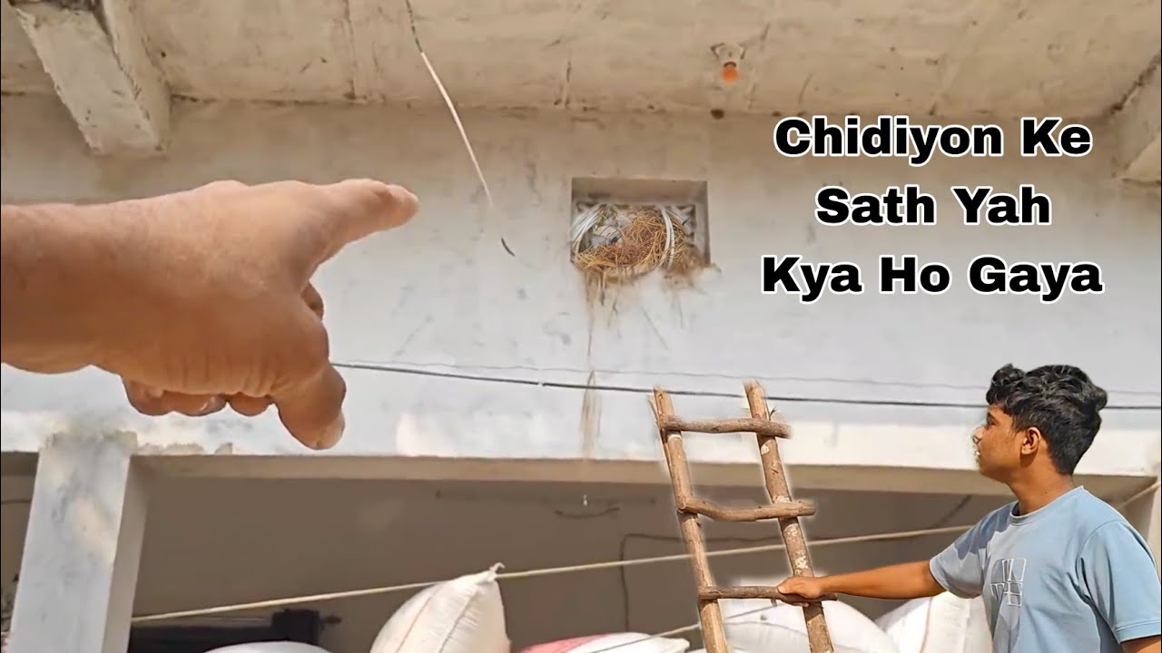 Yah Kya Ho Gaya Ine Chidiyon Ke Bacchon Ke Sath 😓