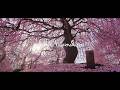 Japan’s Most Beautiful Plum Blossoms | 鈴鹿の森庭園 枝垂れ梅 | GFX ETERNA 55 Cinematic