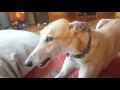 Greyhound Tantrum