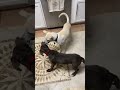 Puppies playing