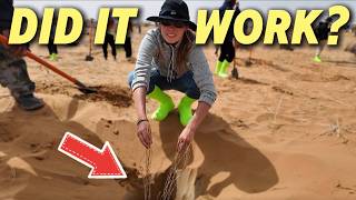 Tiny trees vs North Chinese DESERT! 🇨🇳 They planted 600,000 trees here, can they survive?