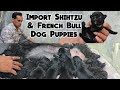 Import Line Black Shitzu & French Bull Dogs Puppies Available In Begum Bazar| Naveen Anna |Hyderabad