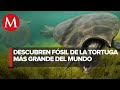 Descubren tortuga gigante con un caparazón con cuernos de casi 3 metros