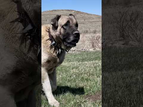 AYI  KÖPEK KOTO #kangal #alabai #animals #dog #cat #dogs #puppy  #malaklı  #mountains #wolf #bear