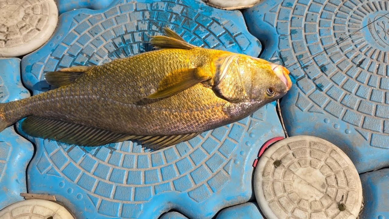 ออกล่าปลาแม่น้ำบางปะกงกันครับ #บางปะกง #หมายเด็ด  #ตกปลา  #fishing 