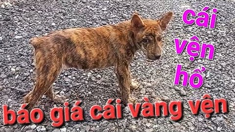 Báo giá cái vàng vện giá chó mông cộc vện hổ my  pet dog