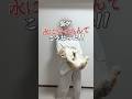 猫が水に突っ込んだ様子が可愛すぎた #猫 #ねこ #猫動画 #可愛い猫 #cat