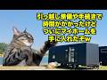 【コンテナハウス】激狭物件のリアルな実態！？143万円で買える悪夢のマイホーム #猫マニ #猫ミーム