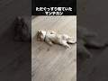 別の物かと思ったら寝てるだけだったマンチカン #マンチカン #動物