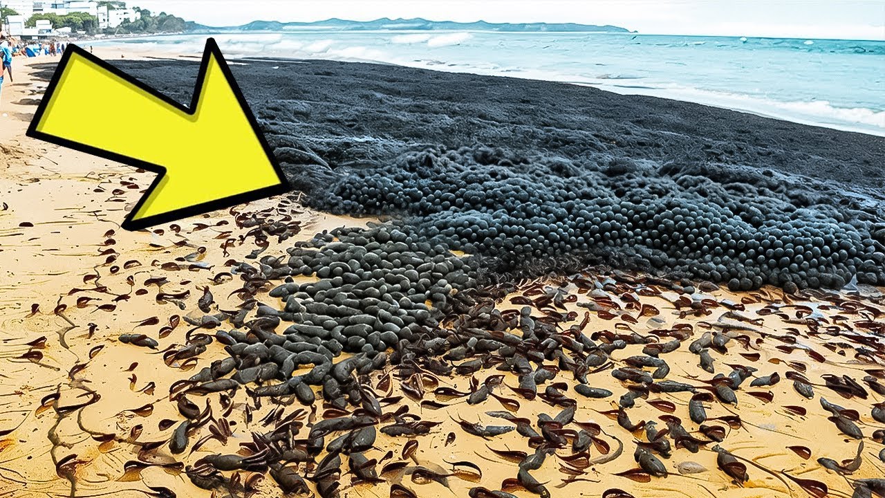 Beach-Goers Notice Huge Pile Of Black "Rocks." They Turn Pale After Realizing What They Are