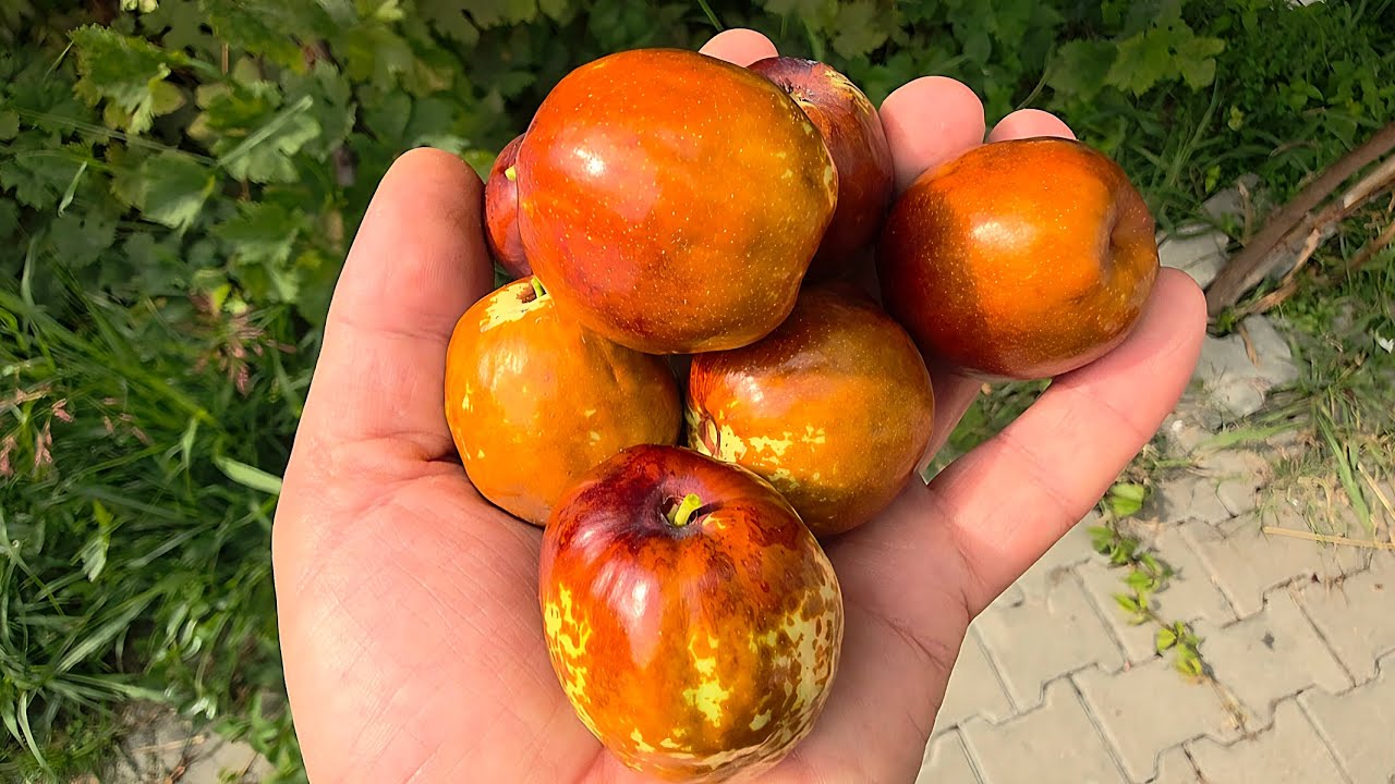 HÜNNAP DİP SÜRGÜNÜNDEN GELEN FİDANI AŞILAMAYA GEREK YOK İŞTE KANITI