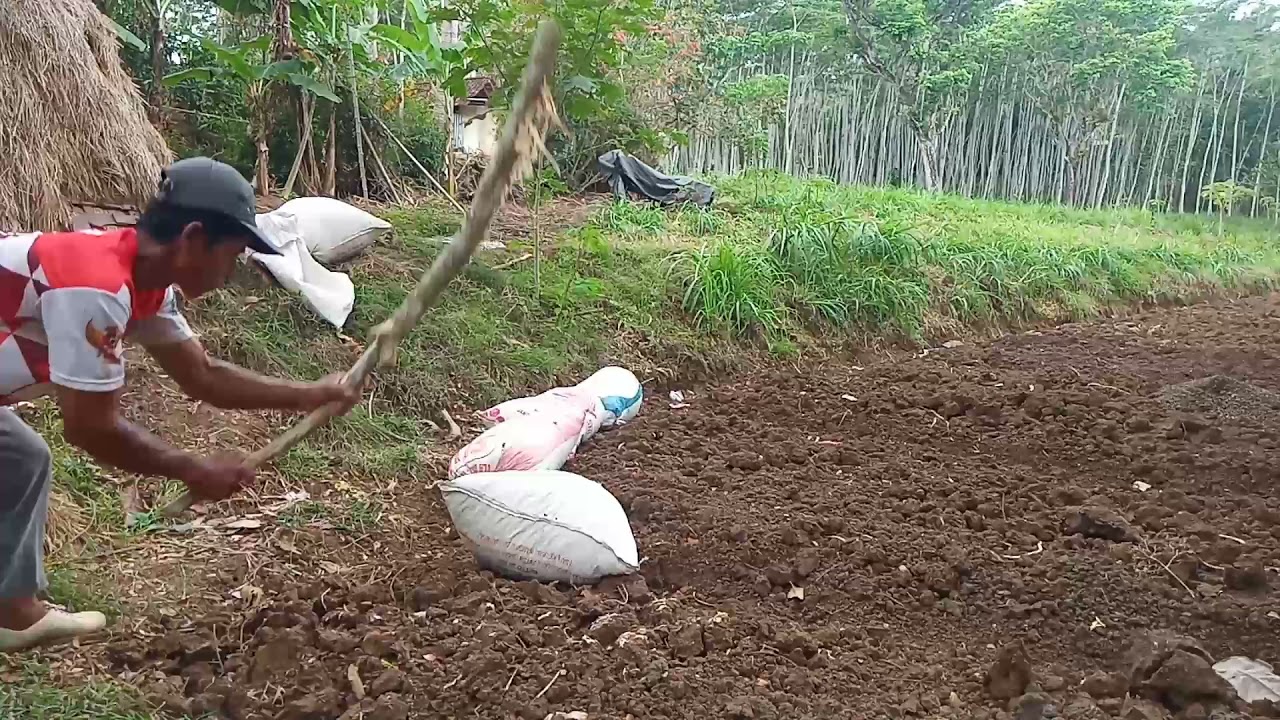 Tehnik dasar & tahapan pemupukan lahan menanam jahe emprit