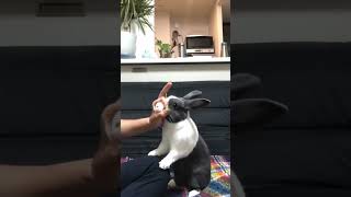 Bunny Doing Human Activity Bunny Tranning