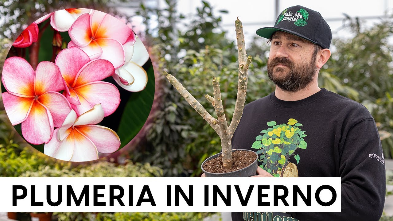 3 errori da non fare nella cura invernale del Frangipani o Plumeria