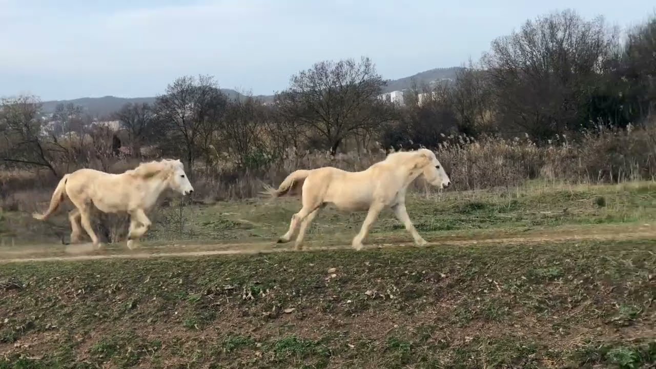 Cavalcade le long du Roubaud