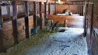 Barn The Rescues 856Am Mike Barn Car E Misc Scenes Harley Angus 6192024