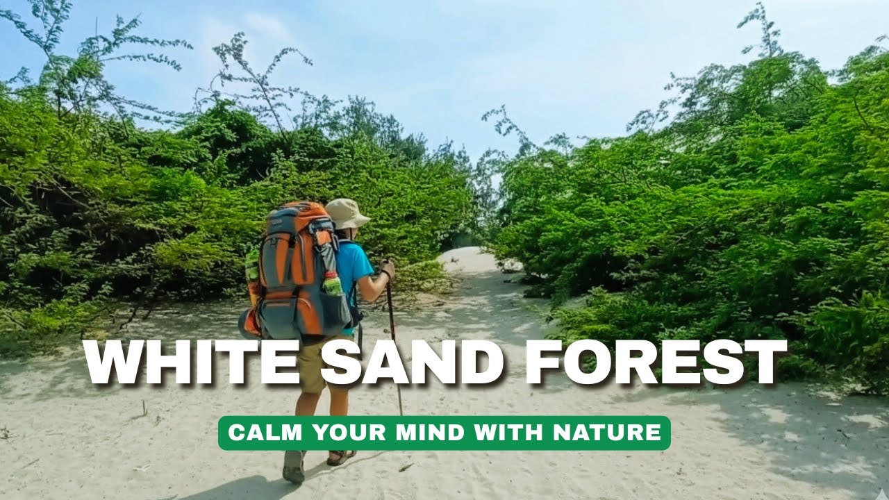 White Sand Path Through Lush Green Forest | Relaxing Nature Walk with Soothing Bird Sounds