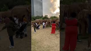 The great elephant migration in Houston TX