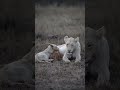 White lioness nurses her cubs | andBeyond Ngala | WILDwatch