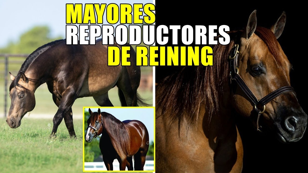 LOS 10 MAYORES REPRODUCTORES DE REINING Y SU IMPACTO 
